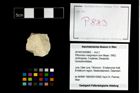 Foto (Objekt + Etikett) von Pithonoton marginatum (von Meyer, 1842)  (NHMW-GEO-2014-0194-0883)